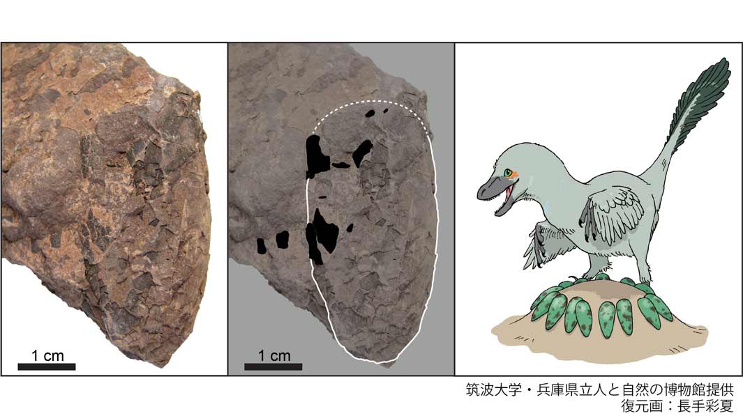 兵庫県丹波市で発見された世界最小の恐竜卵化石が、ギネス世界記録に認定！
