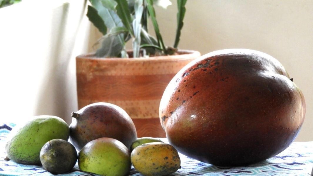 コロンビアで世界で最も重いマンゴーが発見される