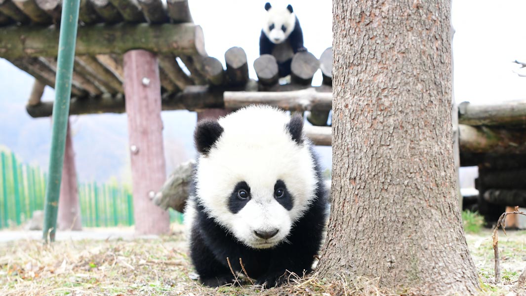 中国で生まれた双子のパンダが、ギネス世界記録に認定