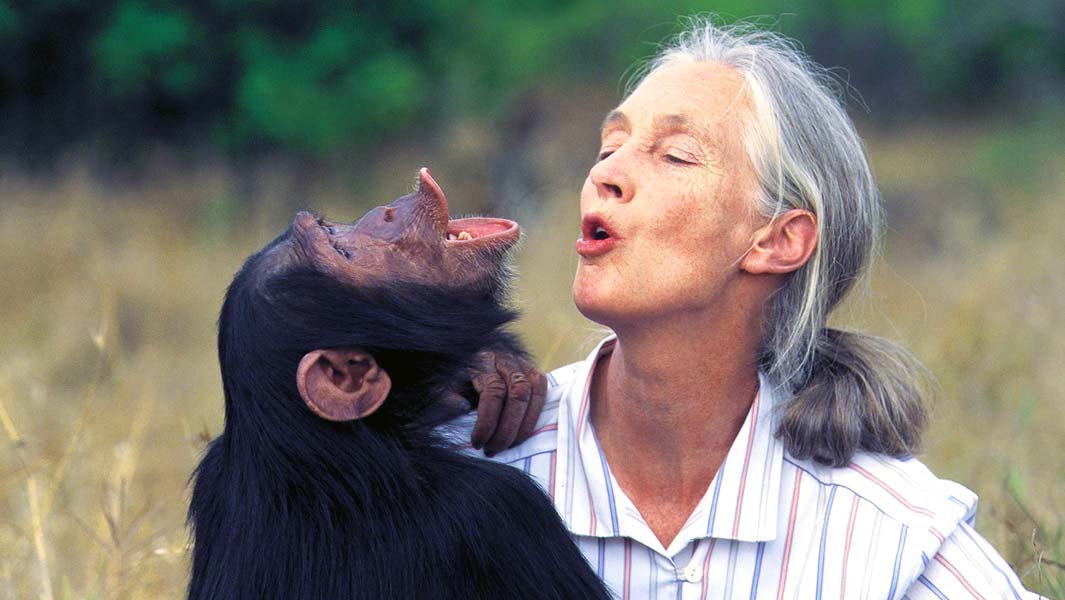 チンパンジー研究の先駆者ジェーン・グドール、ギネス世界記録に認定される