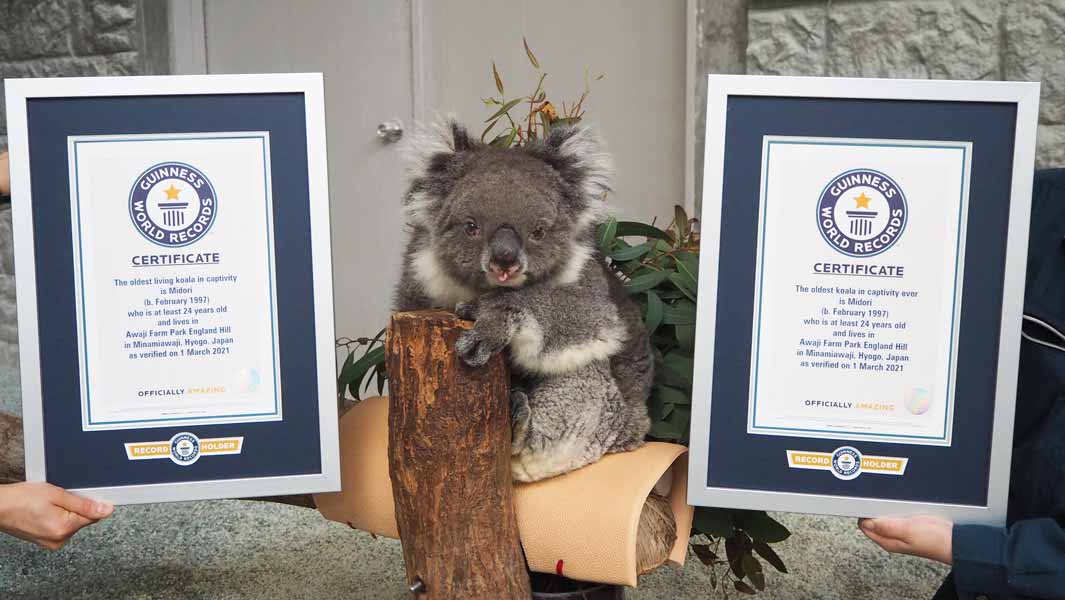 24歳の最高齢コアラ みどり がギネス世界記録に認定 ギネス世界記録