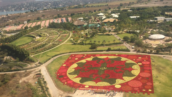 メキシコから花の香り、ポインセチアが咲いた世界最大の花の絨毯