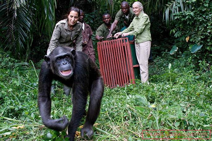 グドールとジェーン・グドール・インスティチュートは多くのチンパンジーを野生に返している。密猟者に捕らえられたワゥウンダ（Wounda）もその1頭