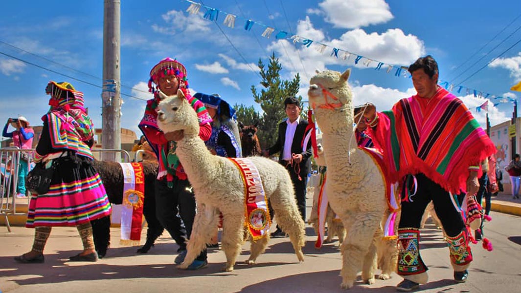 1,000頭以上のアルパカがペルーの街並みをパレードしてギネス世界記録達成！