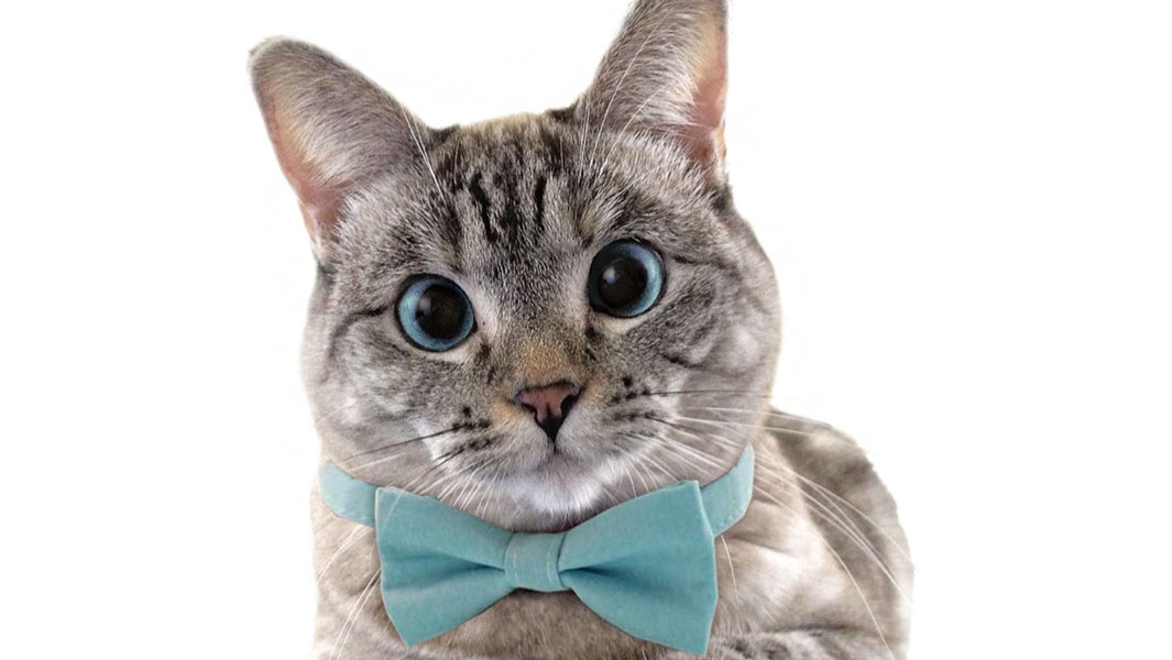 猫のナラちゃん インスタグラムで最も人気のある猫としてギネス世界記録に認定 ギネス世界記録