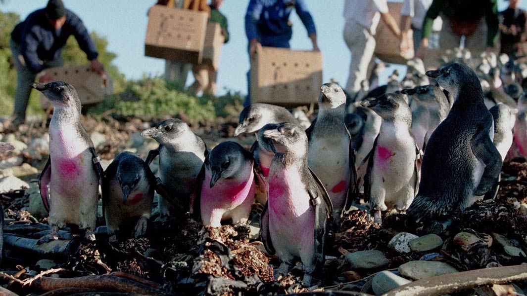 原油流出からペンギンを救え！貨物船事故から20,000羽以上のペンギンを守った「ペンギン・レディー」
