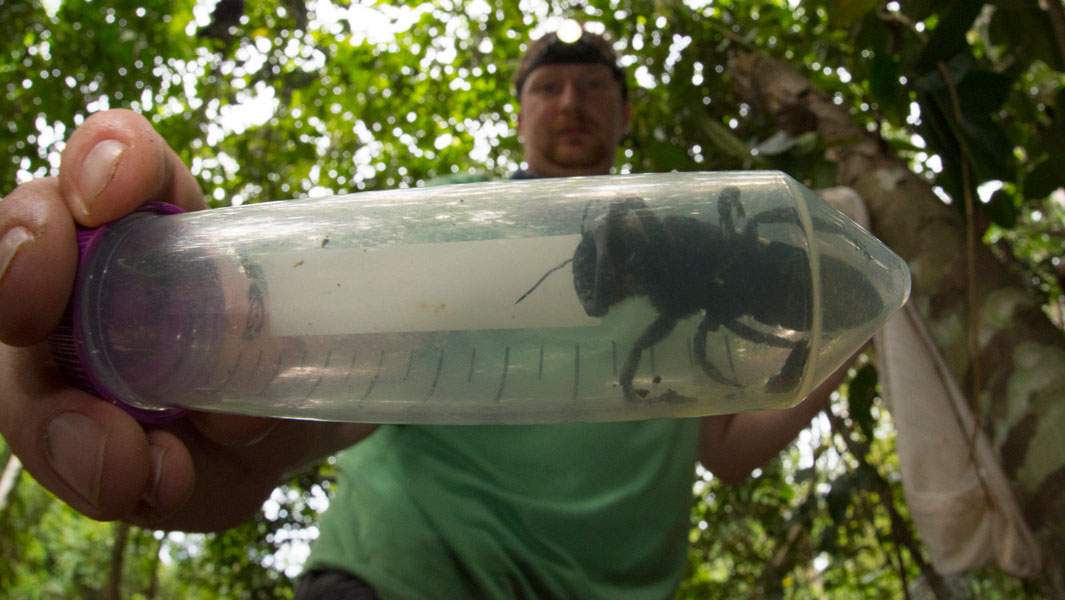 40年ぶりの発見！世界で最も大きなハチが、インドネシアで見つかる